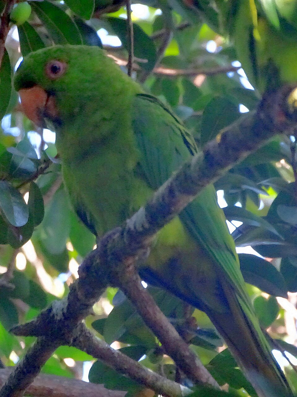 Socorro Parakeet
