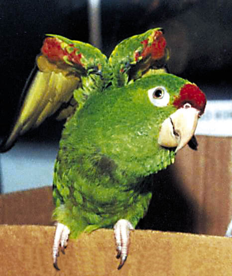 Finsch's Parakeet