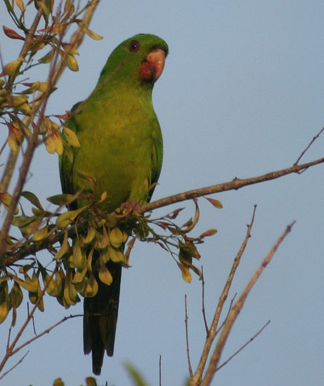 Red-throated Parakeet