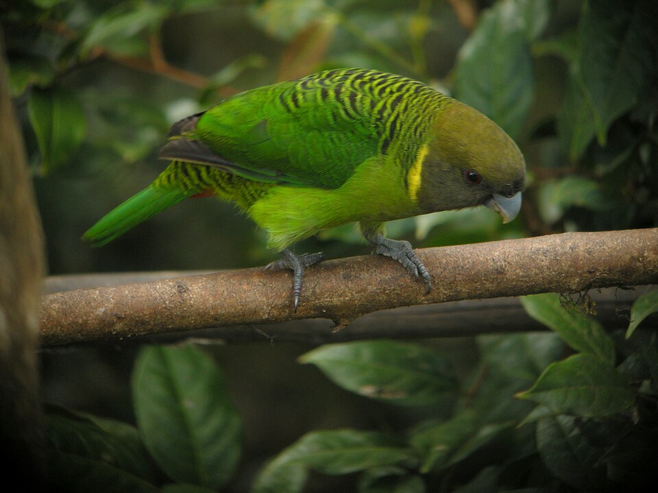 Brehm's Tiger Parrot