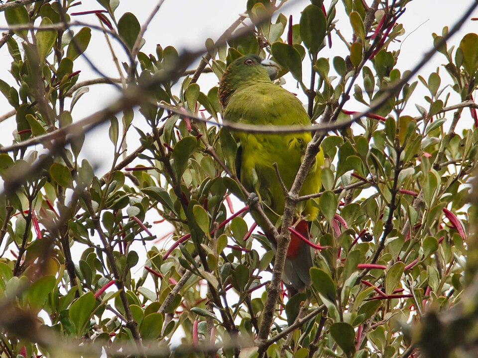 Madarasz's Tiger Parrot