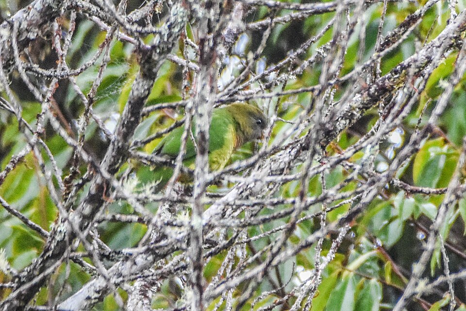 Modest Tiger Parrot