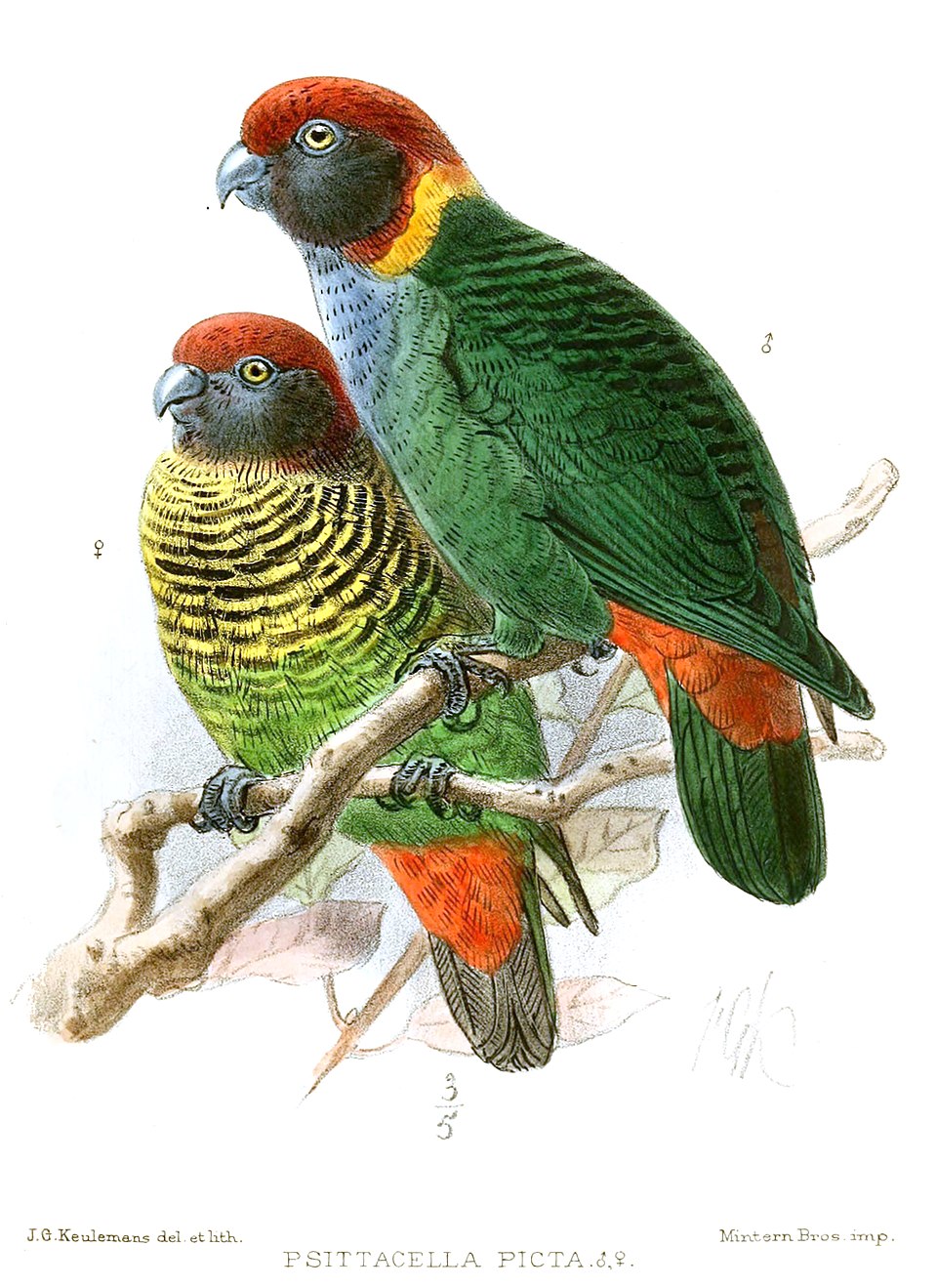 Painted Tiger Parrot