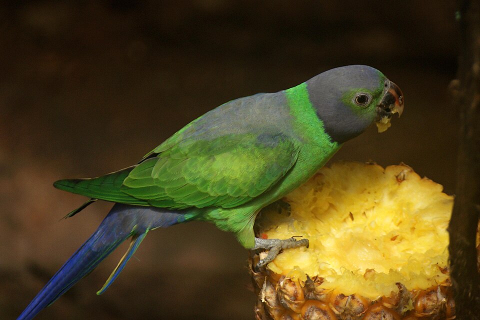 Layard's Parakeet