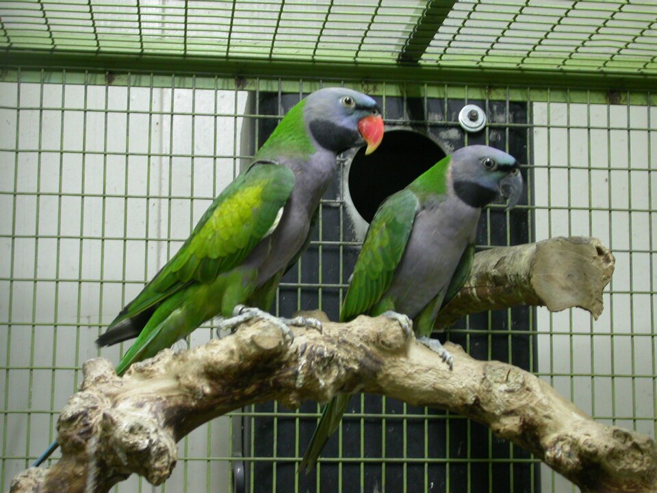 Lord Derby's Parakeet