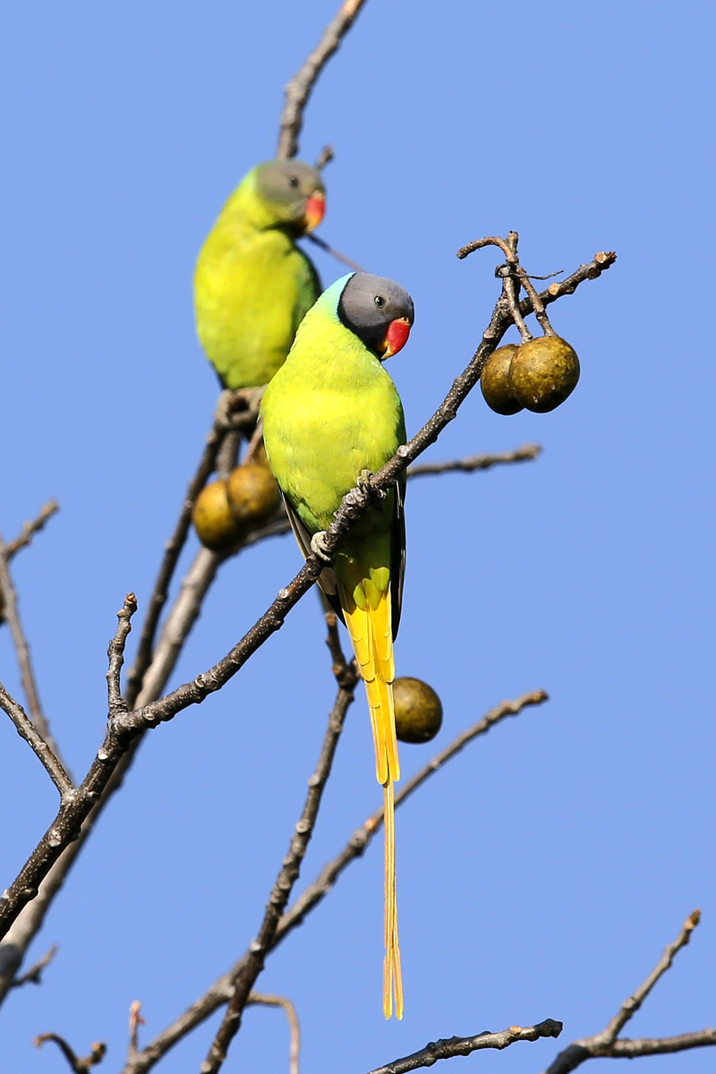 Grey-headed Parakeet