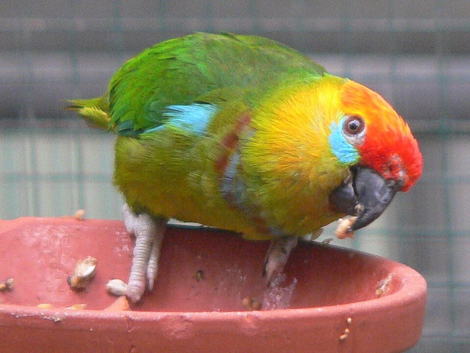 Large Fig Parrot