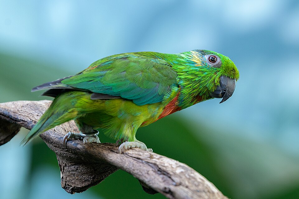 Salvadori's Fig Parrot