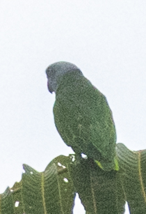 Simeulue Parrot