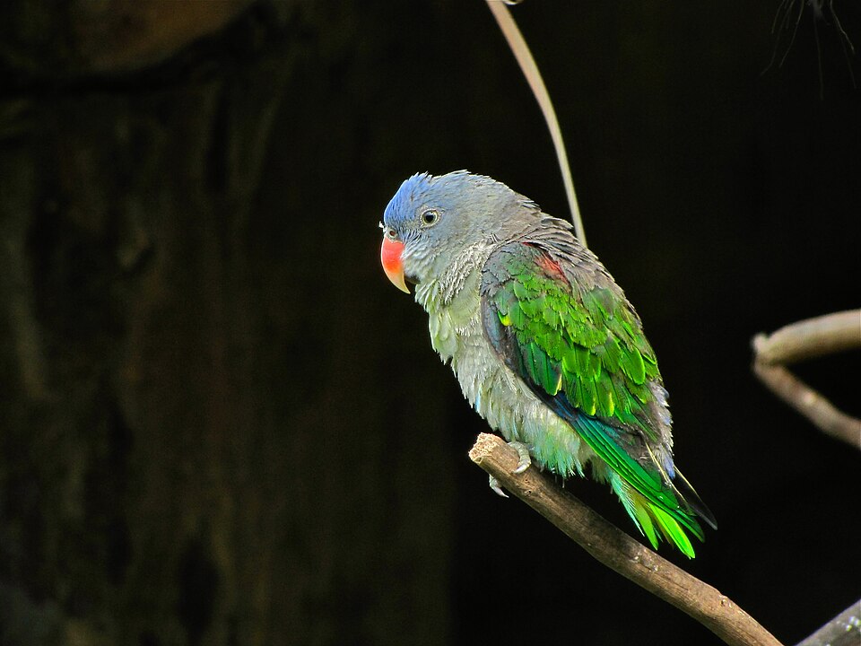 Blue-rumped Parrot