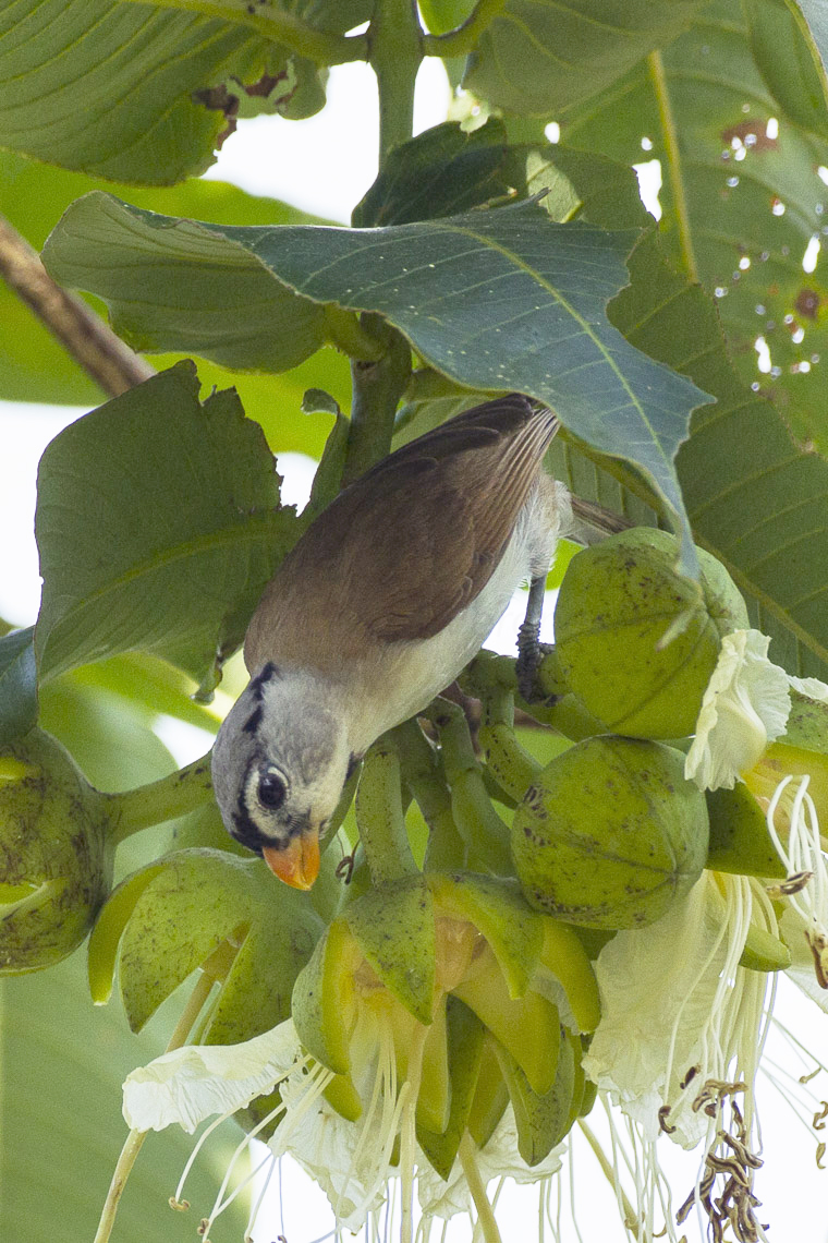 Grey-headed Parrotbill