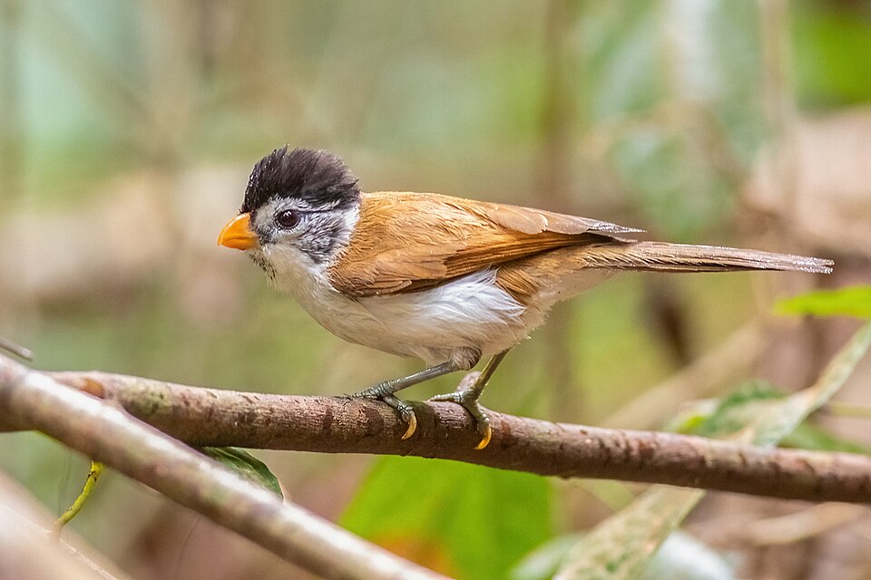 Black-headed Parrotbill