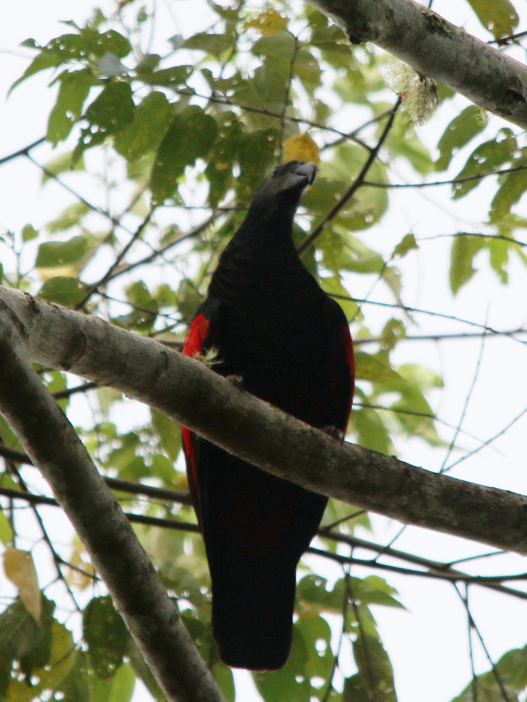 Pesquet's Parrot