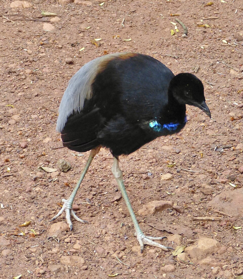 Grey-winged Trumpeter