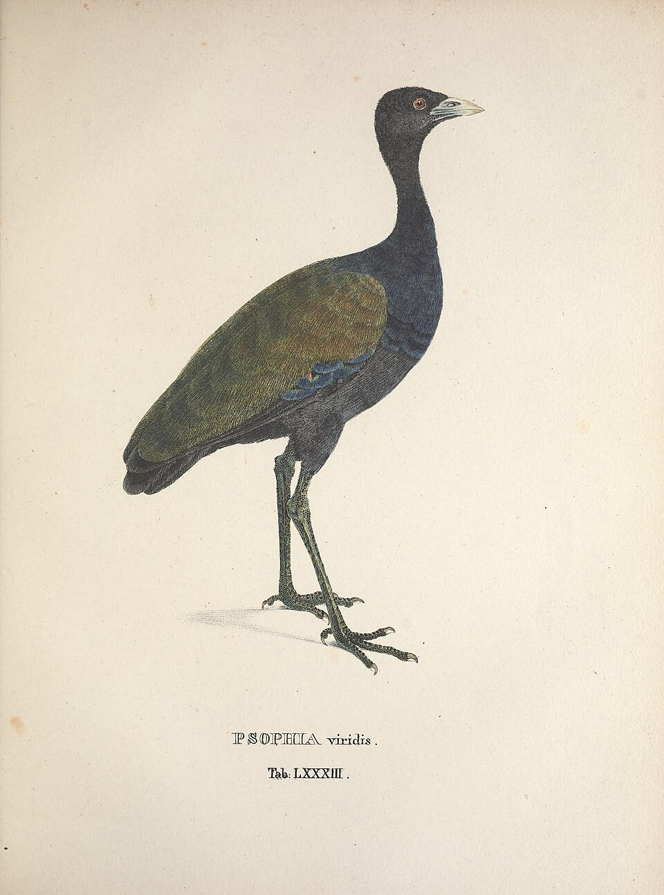 Dark-winged Trumpeter