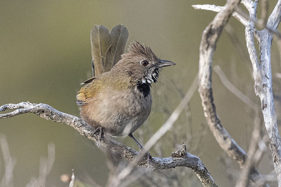 White-bellied Whipbird
