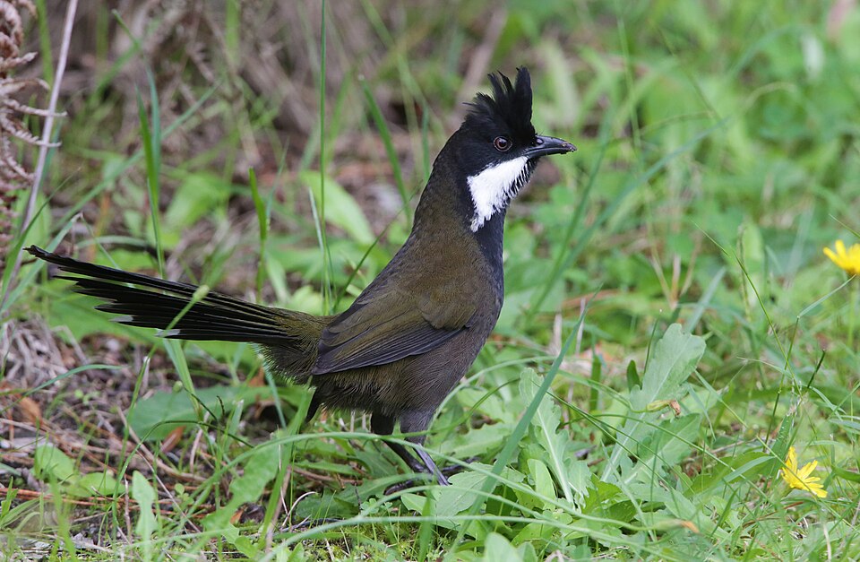 Eastern Whipbird