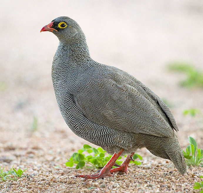 Red-billed Spurfowl