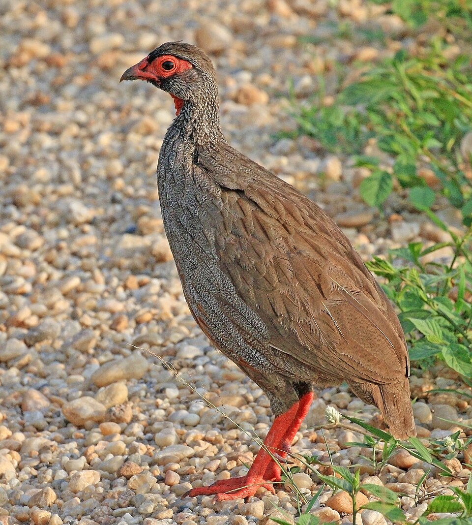 Red-necked Spurfowl