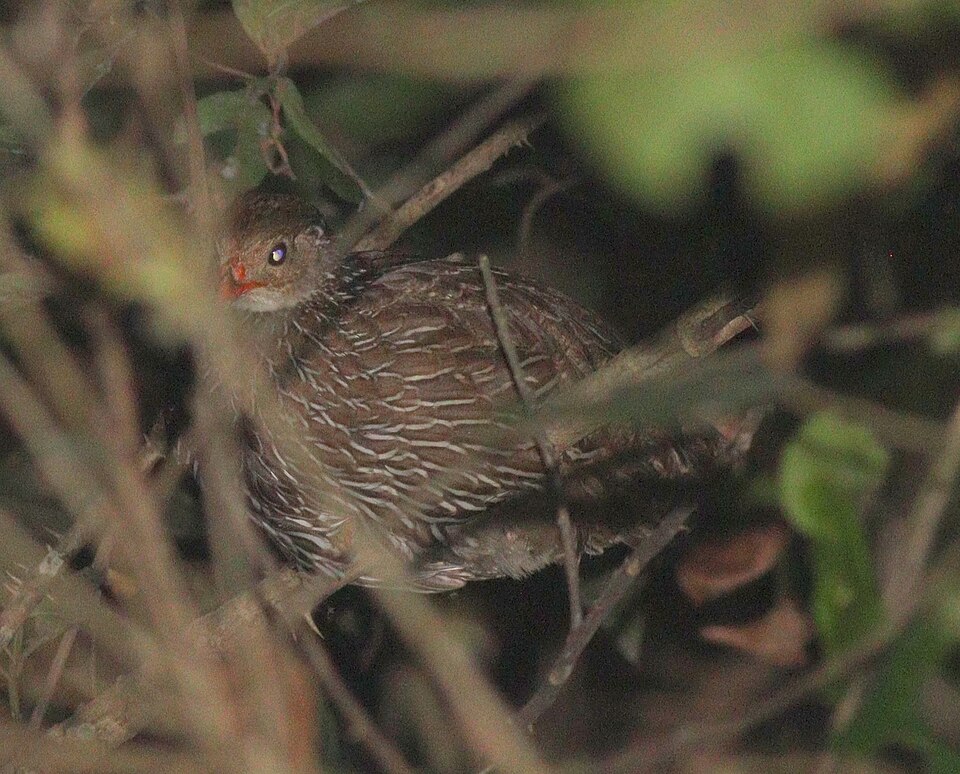 Ahanta Spurfowl