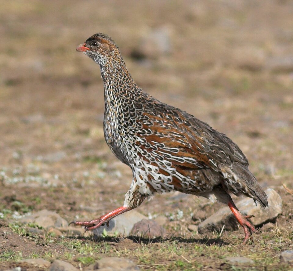 Black-fronted Spurfowl