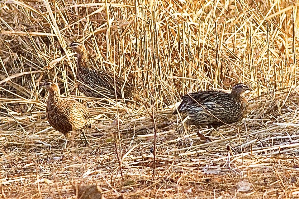 Double-spurred Spurfowl