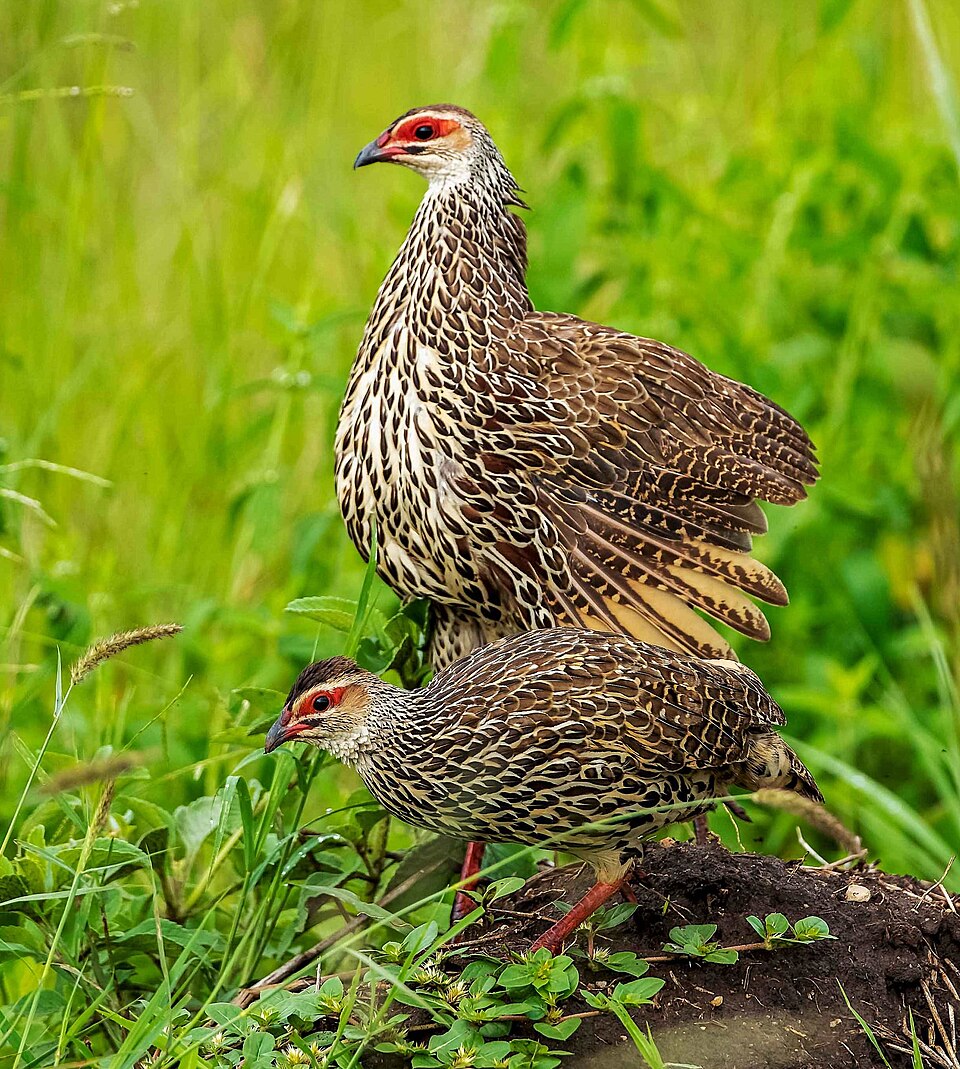 Clapperton's Spurfowl