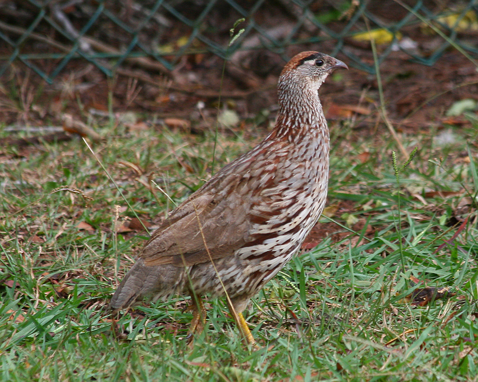 Erckel's Spurfowl