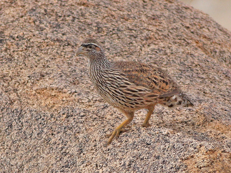 Hartlaub's Spurfowl