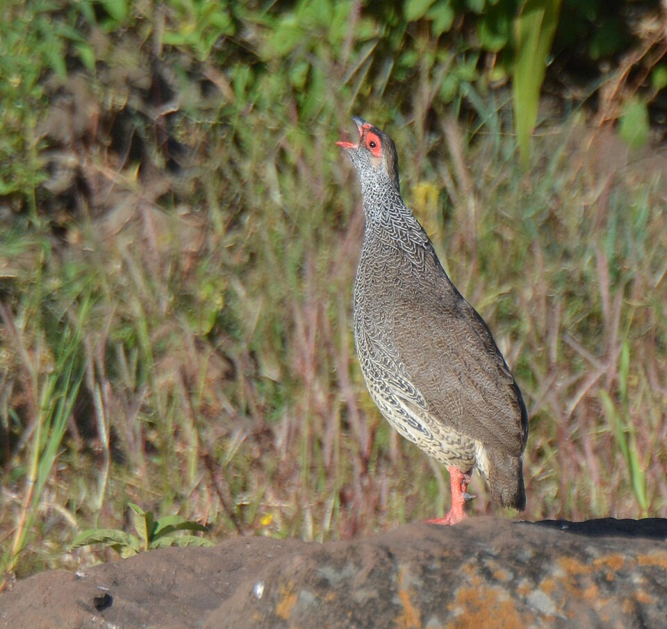 Harwood's Spurfowl