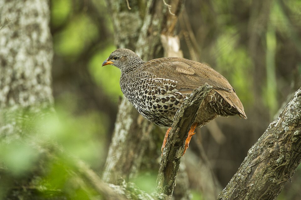 Hildebrandt's Spurfowl