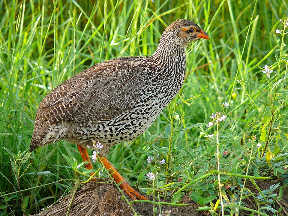 Heuglin's Spurfowl