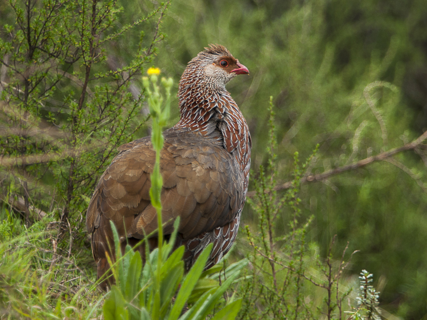 Jackson's Spurfowl