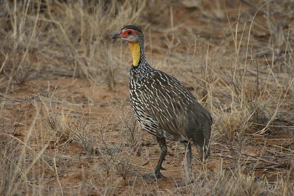 Yellow-necked Spurfowl