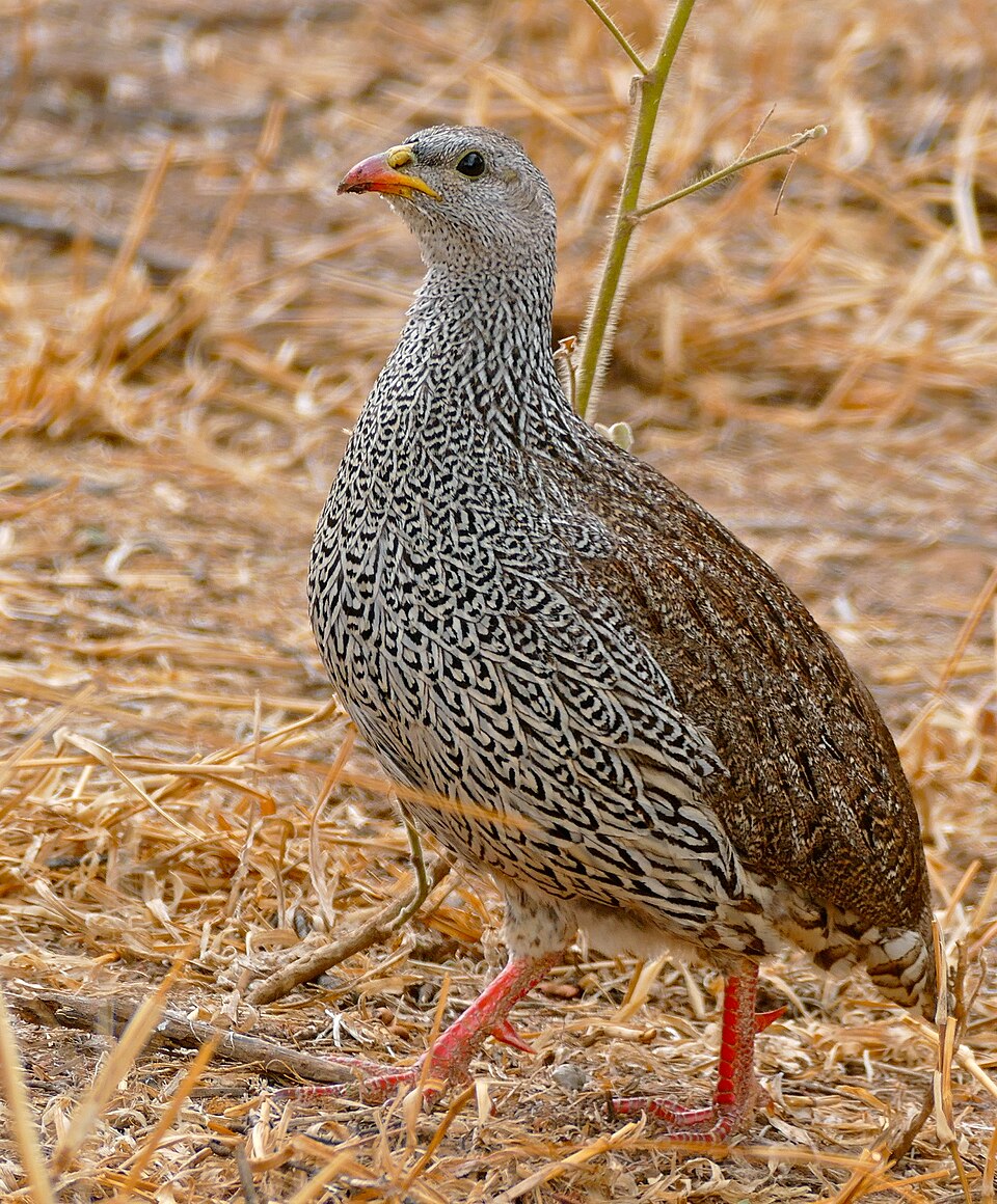 Natal Spurfowl