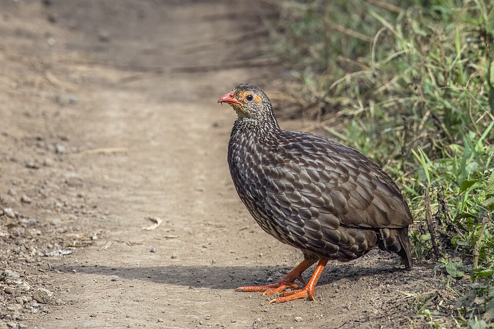 Scaly Spurfowl