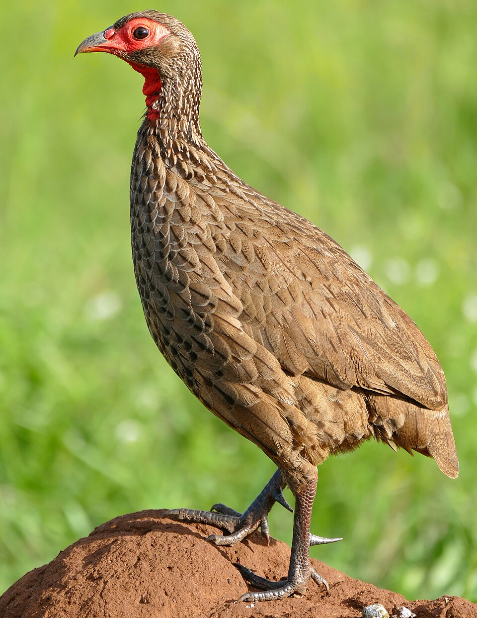 Swainson's Spurfowl