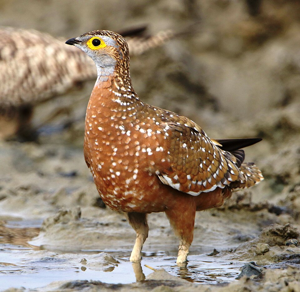 Burchell's Sandgrouse