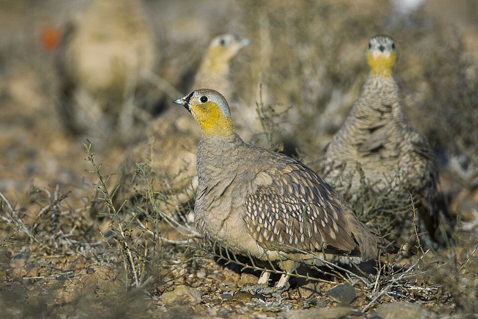 Crowned Sandgrouse