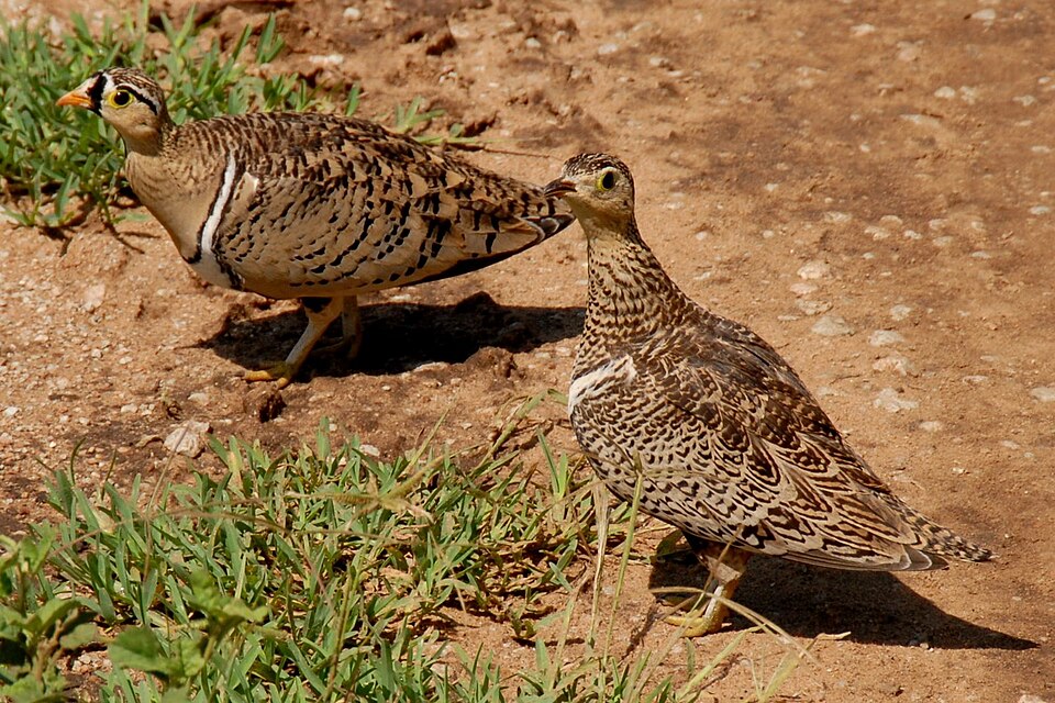 Black-faced Sandgrouse