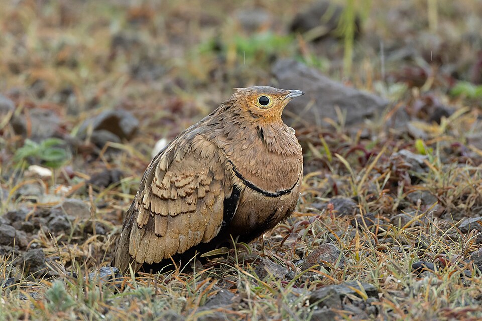 Chestnut-bellied Sandgrouse