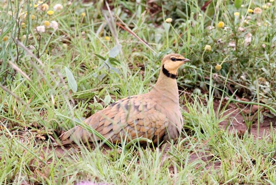 Yellow-throated Sandgrouse