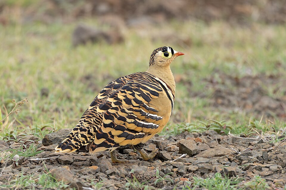 Painted Sandgrouse