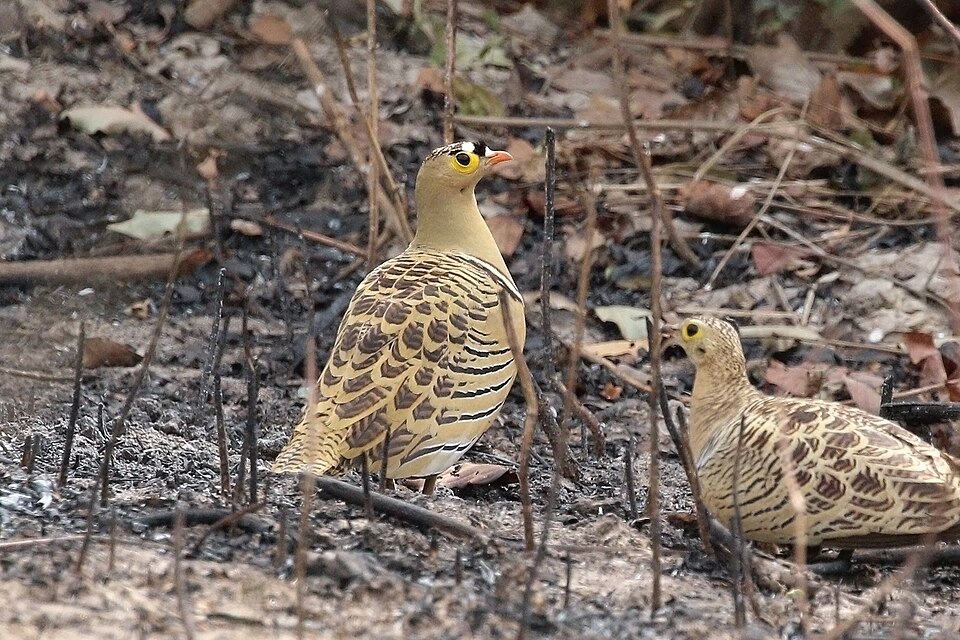 Four-banded Sandgrouse