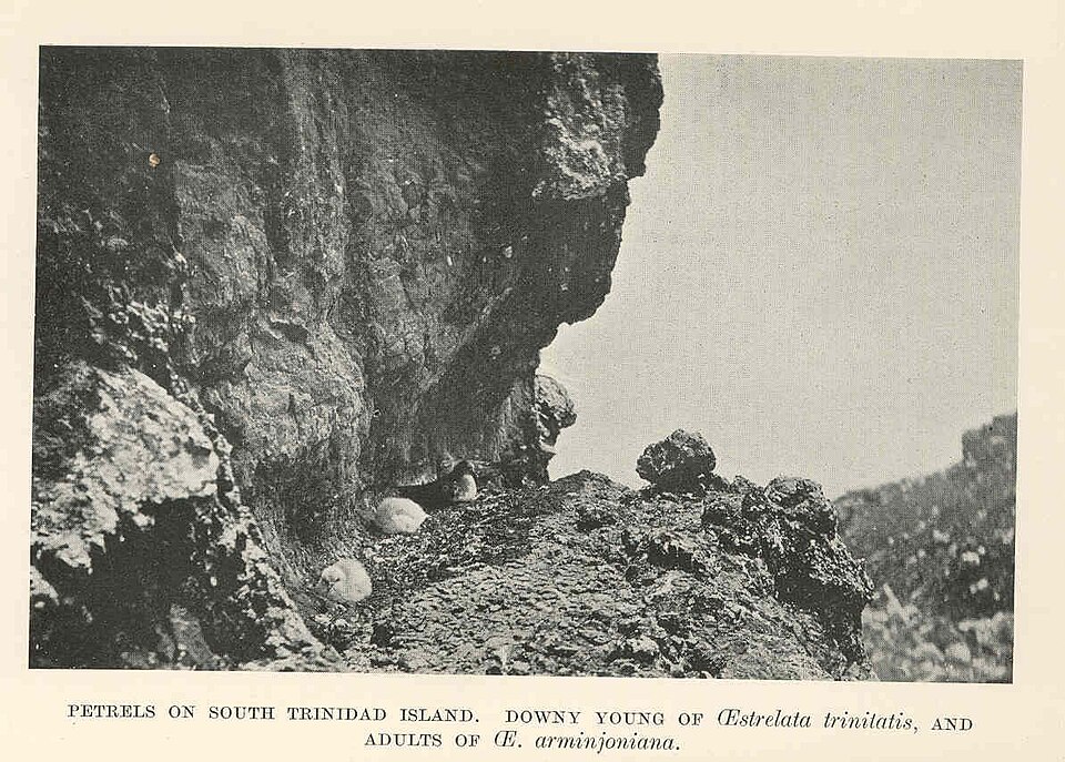 Trindade Petrel