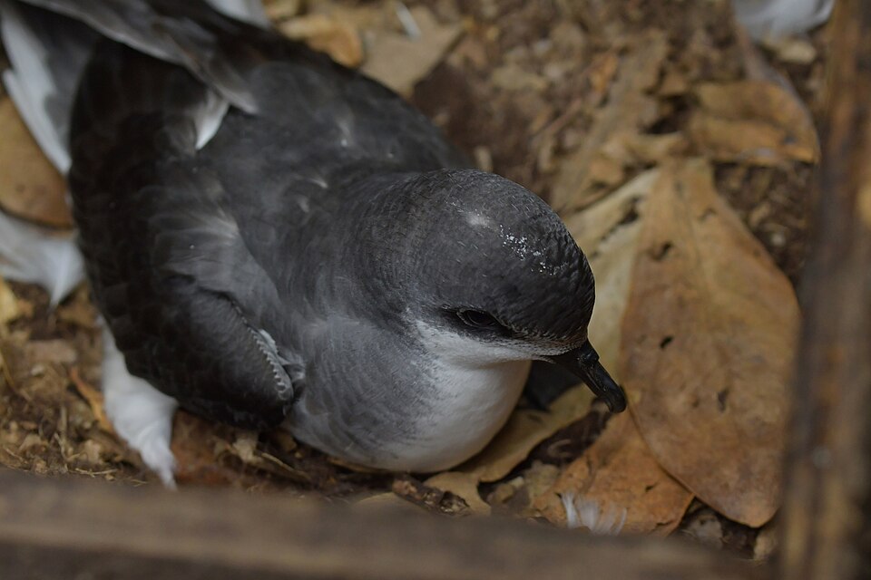 Chatham Petrel
