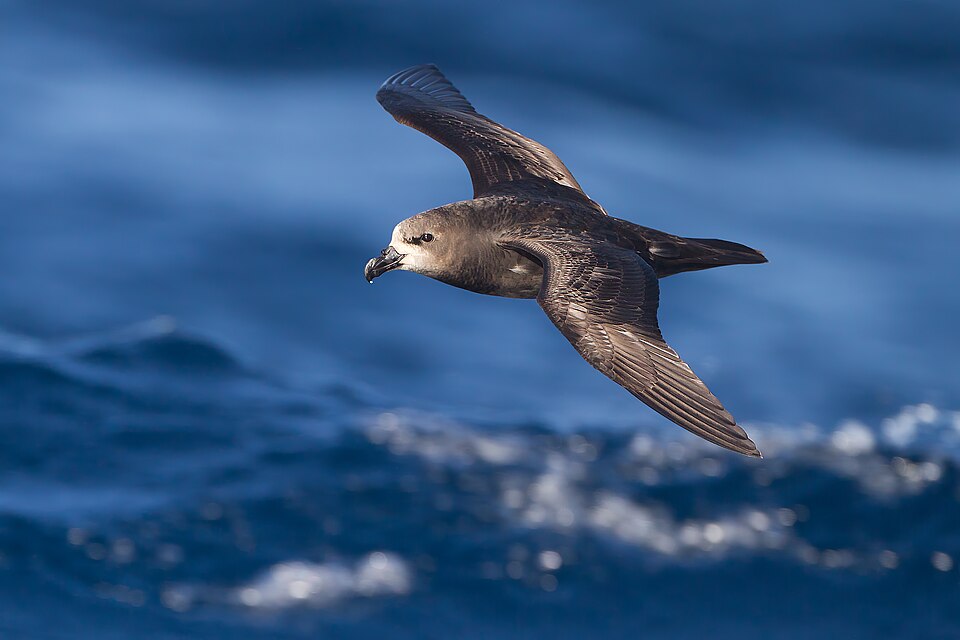 Grey-faced Petrel