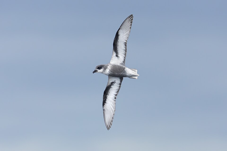 Mottled Petrel