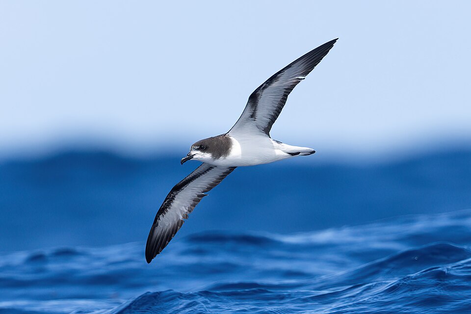 Gould's Petrel
