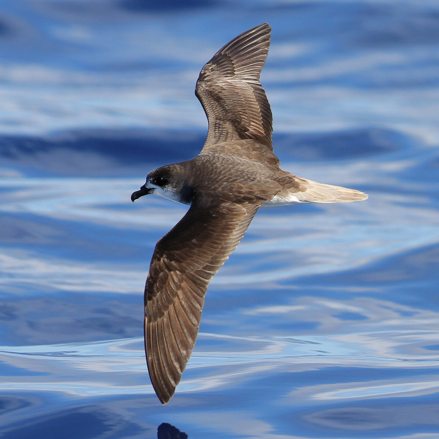 Zino's Petrel